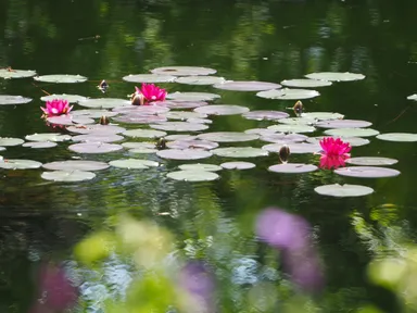 4月17日に開花した睡蓮