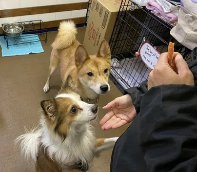 保護された犬
