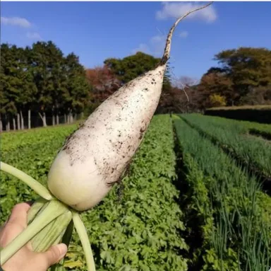 有機野菜の圃場2