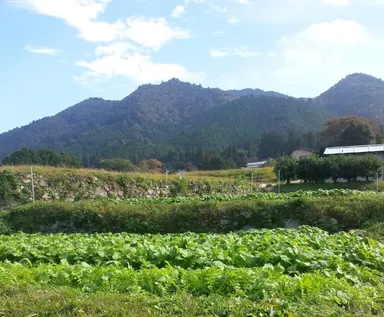 有機野菜の圃場1