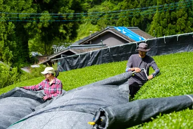 遮光することで旨味を増す「被覆栽培」