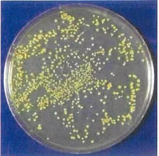 照射前　距離5cm