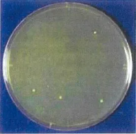 照射後　距離5cm