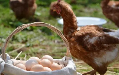 平飼いの鶏たち