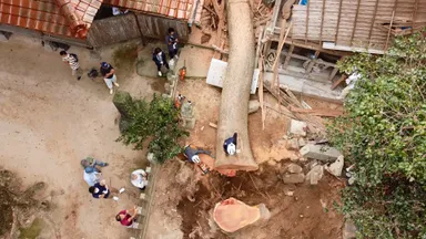 御神木のケヤキ撤去