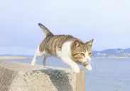 飛び猫写真1