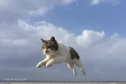 飛び猫写真2