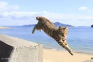 飛び猫写真3