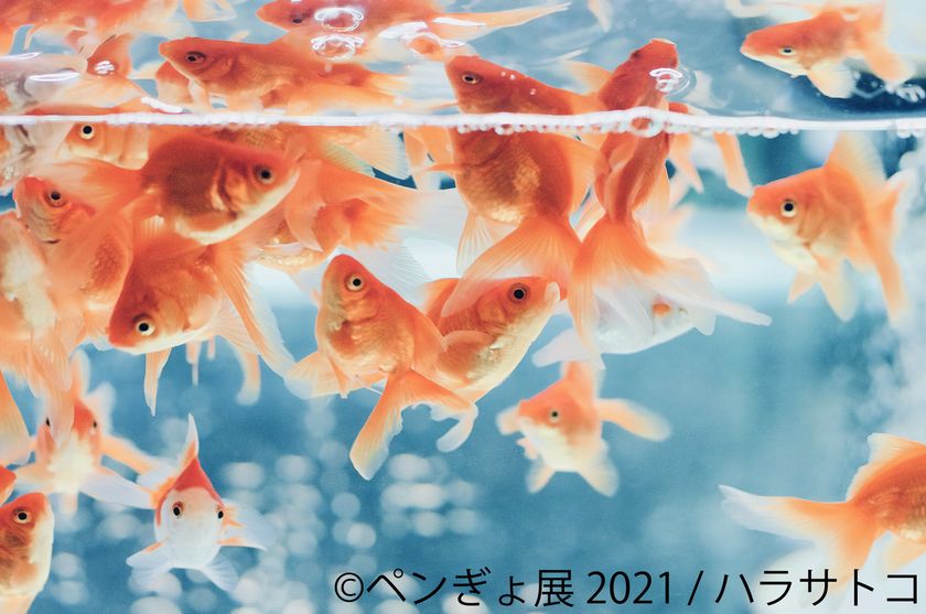 ペンギン 金魚 夏にピッタリ 涼しさ感じる作品150点以上展示 ペンぎょ展 21 6 25 東京で開催 限定グッズも豊富に展開 株式会社baconのプレスリリース