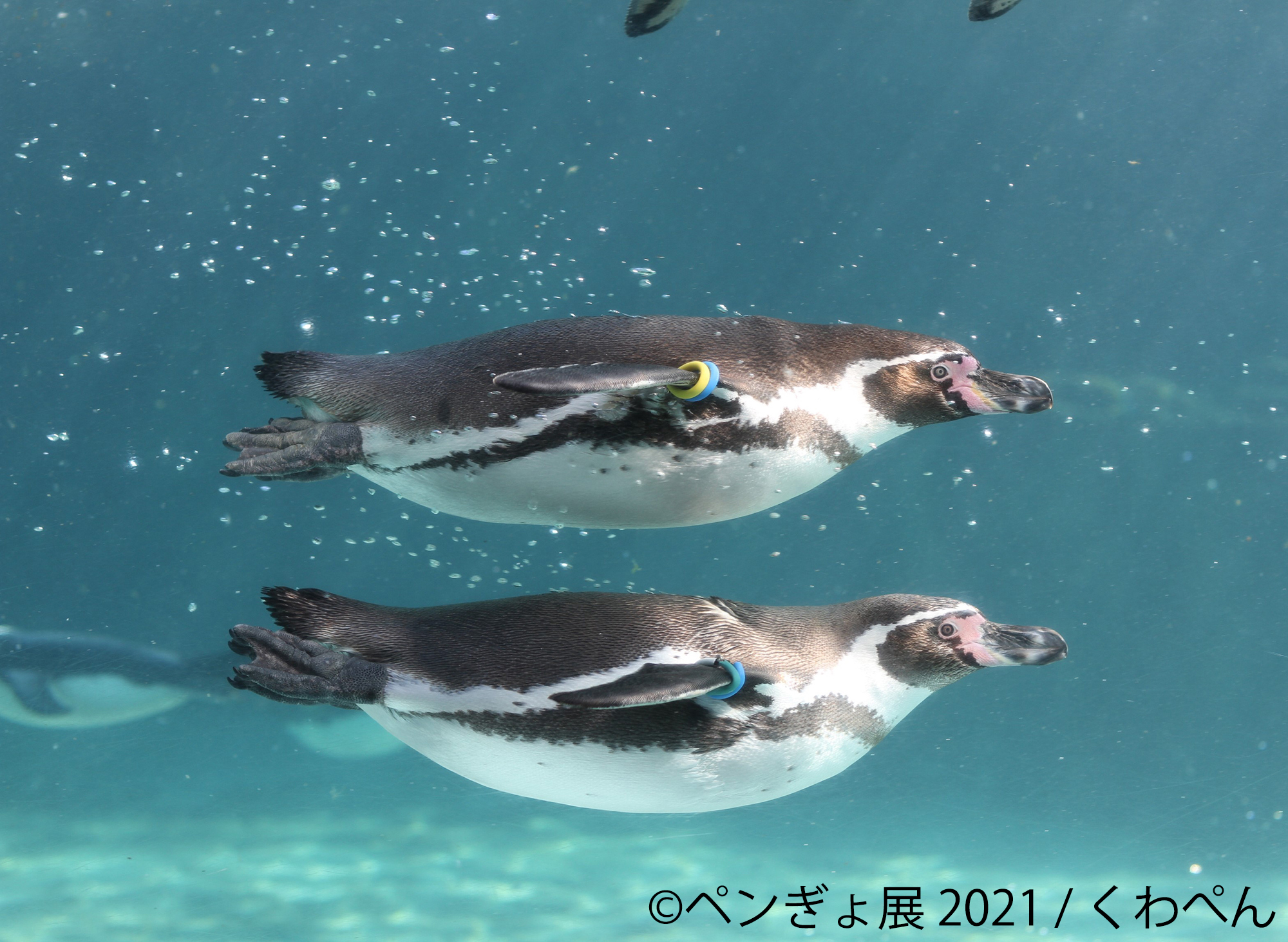 ペンギン 金魚 夏にピッタリ 涼しさ感じる作品150点以上展示 ペンぎょ展 21 6 25 東京で開催 限定グッズも豊富に展開 株式会社baconのプレスリリース