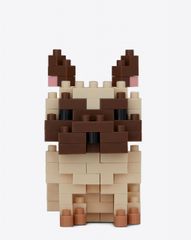 FRENCH BULLDOG_1
