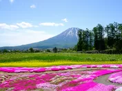 三島さんの芝ざくら庭園