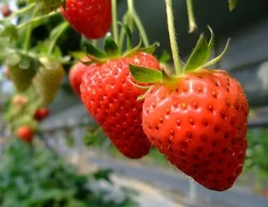 ツアー内容イメージ 1