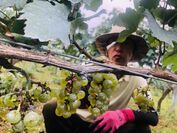 ～プレザンティールのビオディナミ農法のワイン畑と村井敏人さん～