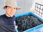 オーストラリアSmallfry Wines収穫時の画像