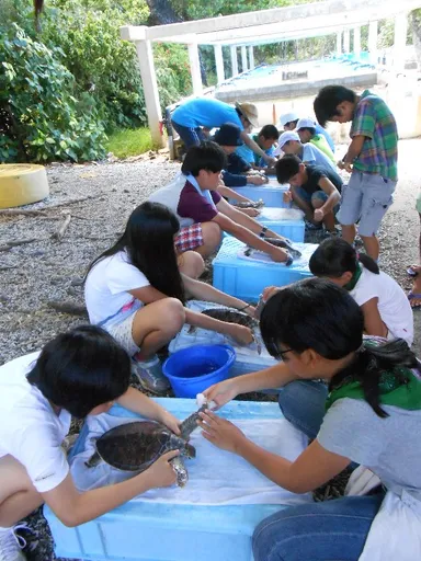 ウミガメ飼育体験
