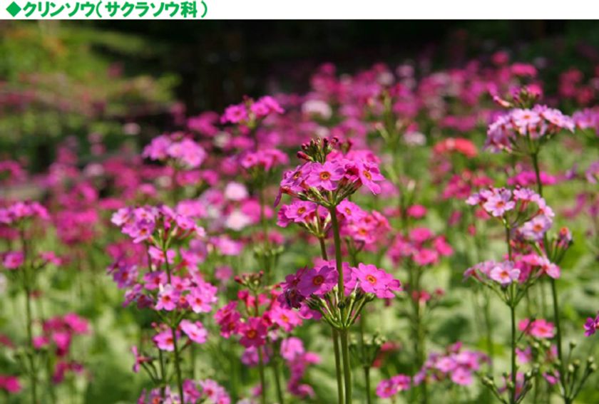 六甲高山植物園 花盛り！
～重なり広がるピンク色の絨毯～
約6,000株のクリンソウが見頃です！