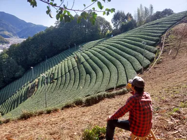 テラス設置予定地「見晴らしの茶畑」