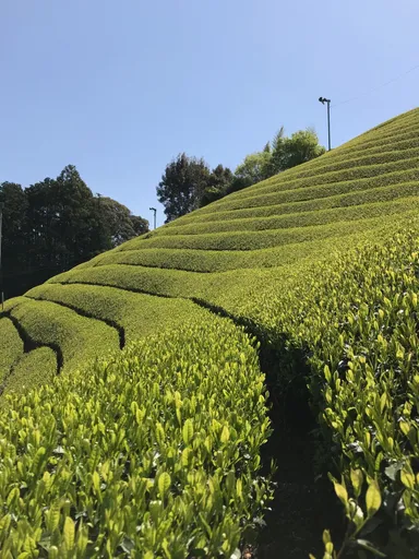 場所によって様々な表情がみられる茶畑