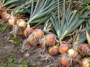 淡路島産玉ねぎ