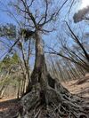 樹齢400年の樹海の木