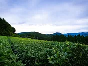 樽脇園の茶畑