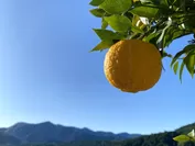 完熟柚子