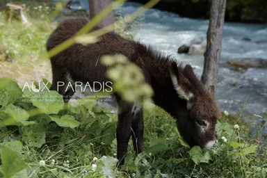 AUX PARADIS マスコットのロバ