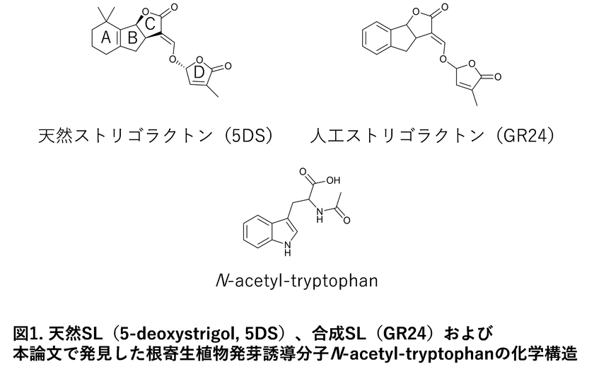 根寄生植物の発芽を制御する新たな分子を発見