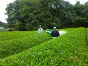 有機栽培茶園の新茶 摘採