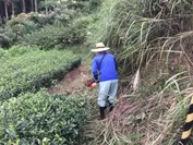 有機栽培茶園
