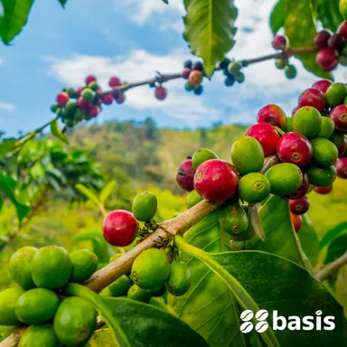 産地：チアパス州山岳高原地域