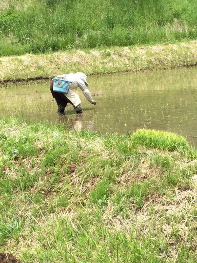 田植え作業2020
