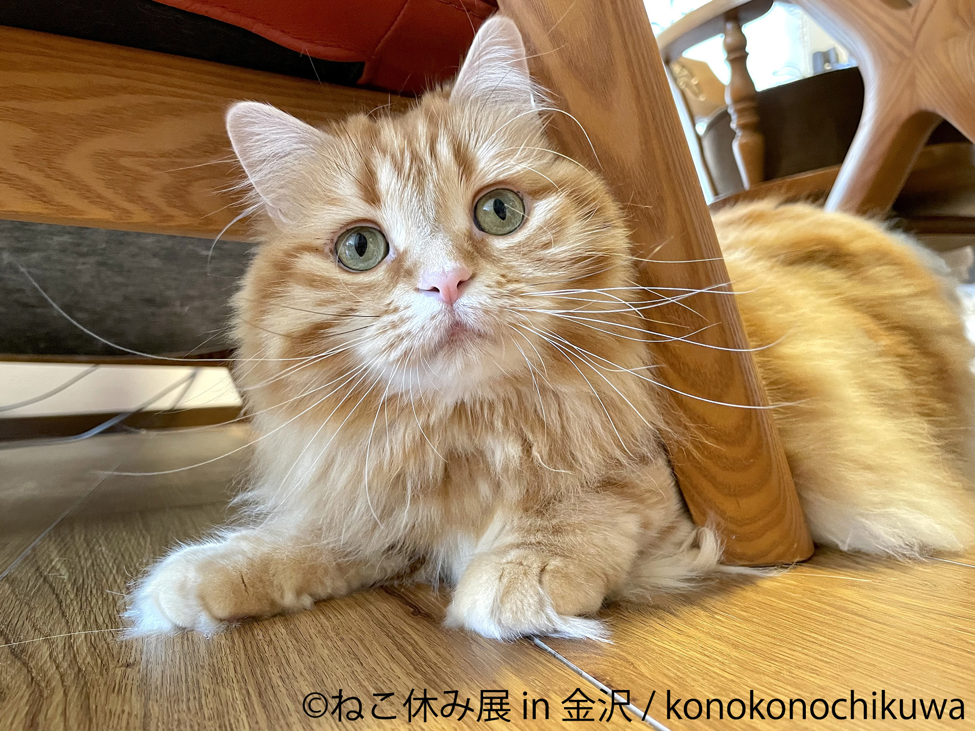 金沢初開催 Snsで人気の猫作品が大集結 ねこまみれ 空間 ねこ休み展 In 金沢 7 21 金沢21世紀美術館で開催 株式会社baconのプレスリリース