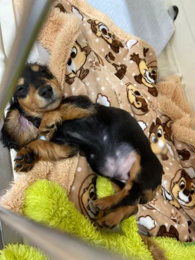 たんたんちゃん 2