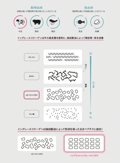 ハイブリッドイングレースペプチドイラスト説明