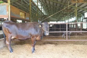 こだわりの和牛仕入れ　3