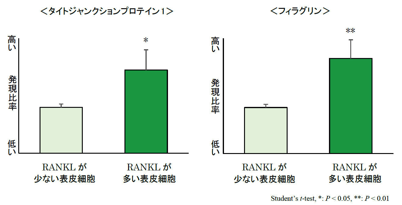表皮細胞における「RANKL」の発現量によるバリア機能と保湿機能に重要なタンパク質の発現比率変化