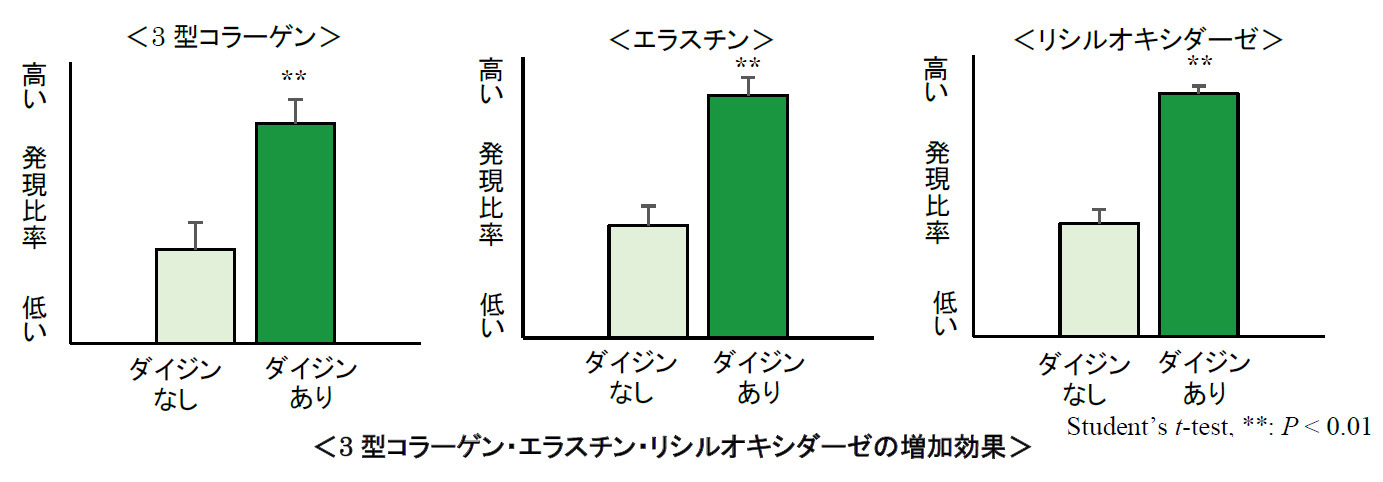 エラスチン 効果