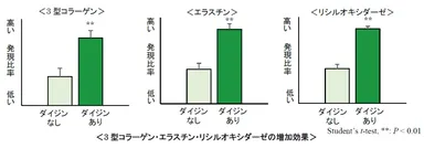3型コラーゲン・エラスチン・リシルオキシダーゼの増加効果