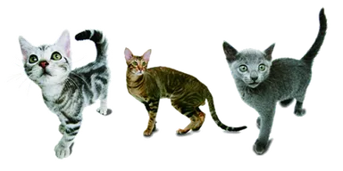 フォトギャラリー写真例