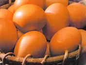 蘭王卵たまご(2)