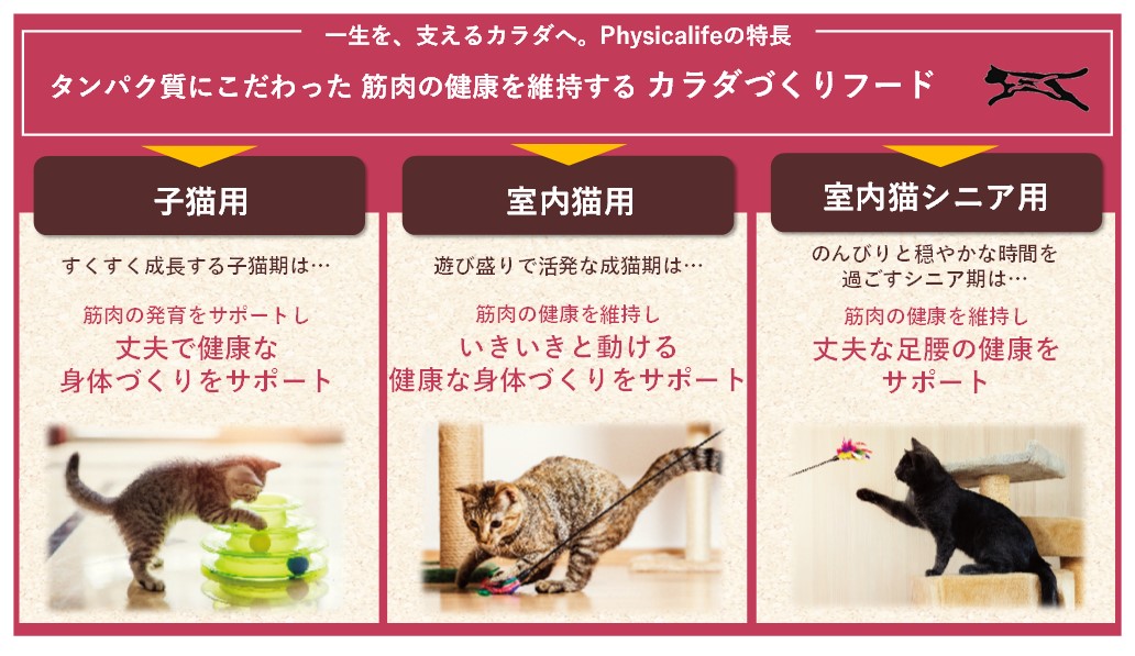 フィジカライフ老猫