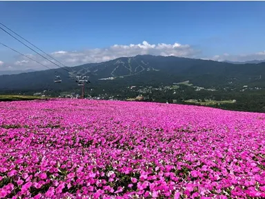 日本最大級4万株の桃色吐息
