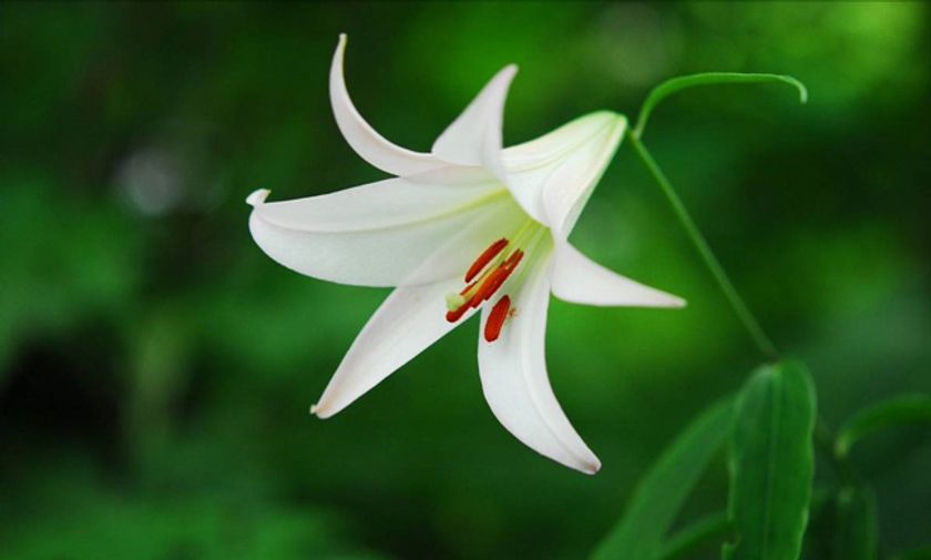 六甲高山植物園 日本の里山に咲く固有種
ササユリが咲きました！
