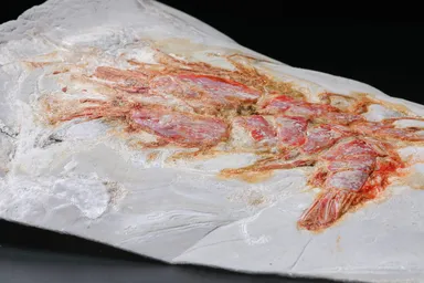 ぺったん焼き 商品イメージ(4)