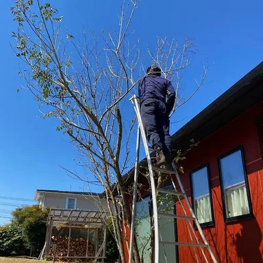 庭木の剪定中