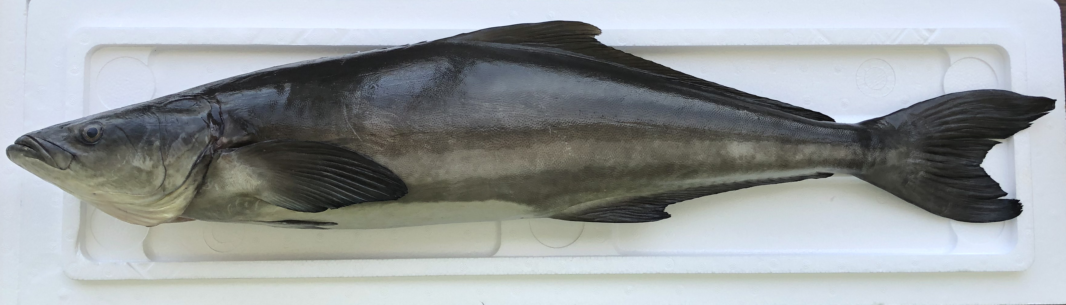 Sdgs 人工孵化による持続的で安定生産が可能な夢の魚 沖縄の未来を創る 沖縄県産 琉球 すぎ を21年夏 株式会社太新が全国へ販売開始いたします 株式会社太新のプレスリリース