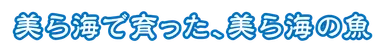 美ら海ロゴ
