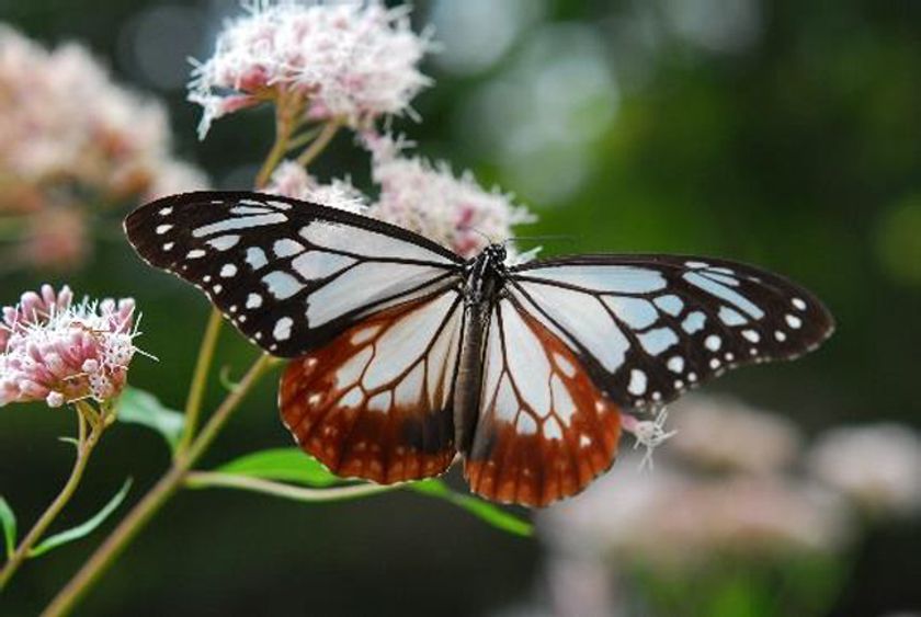 六甲高山植物園 × 伊丹市昆虫館
夏休みイベント「しょくぶつ と むし」
7／17（土）～9／26（日）初開催！